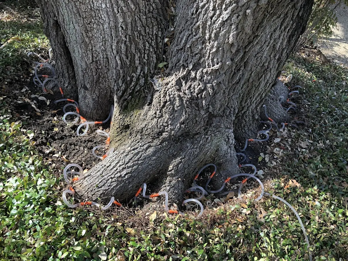 Detailed Tree Cabling and Bracing job site in Georges Mills