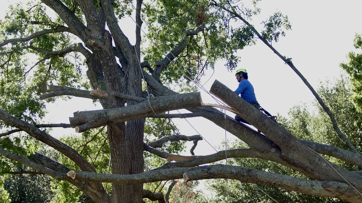 Professional Crown Thinning performed by certified arborists in Georges Mills